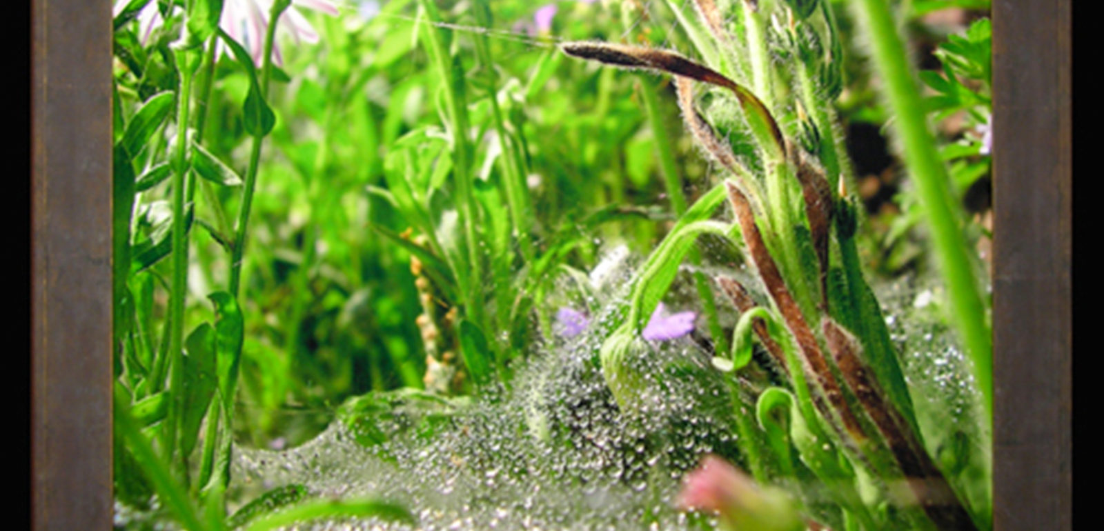 Fairyland, Exhibit F