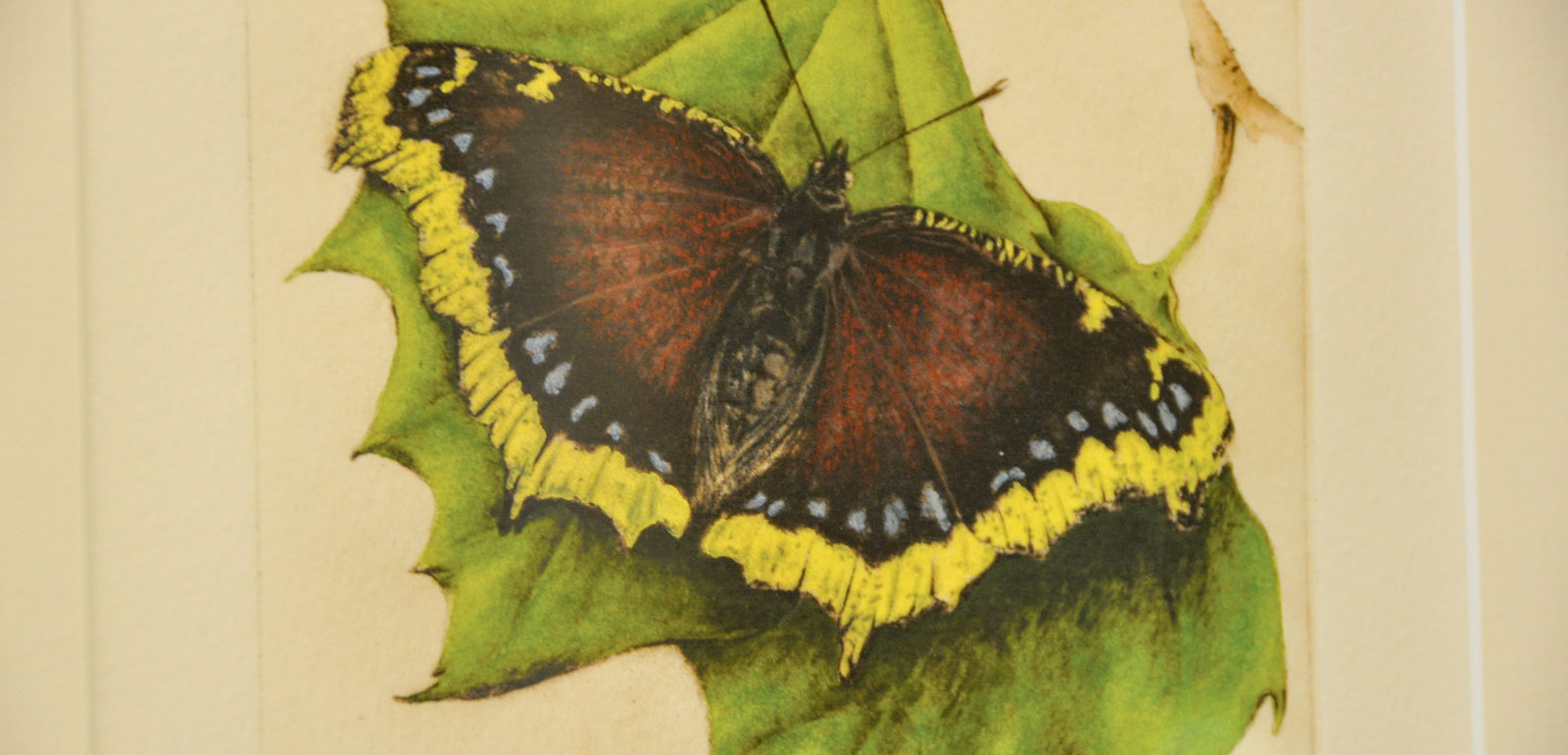 Mourning Cloak