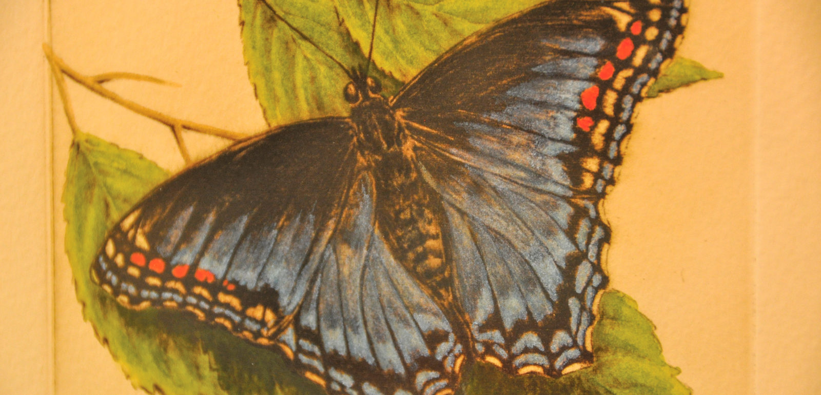 Red Spotted Purple