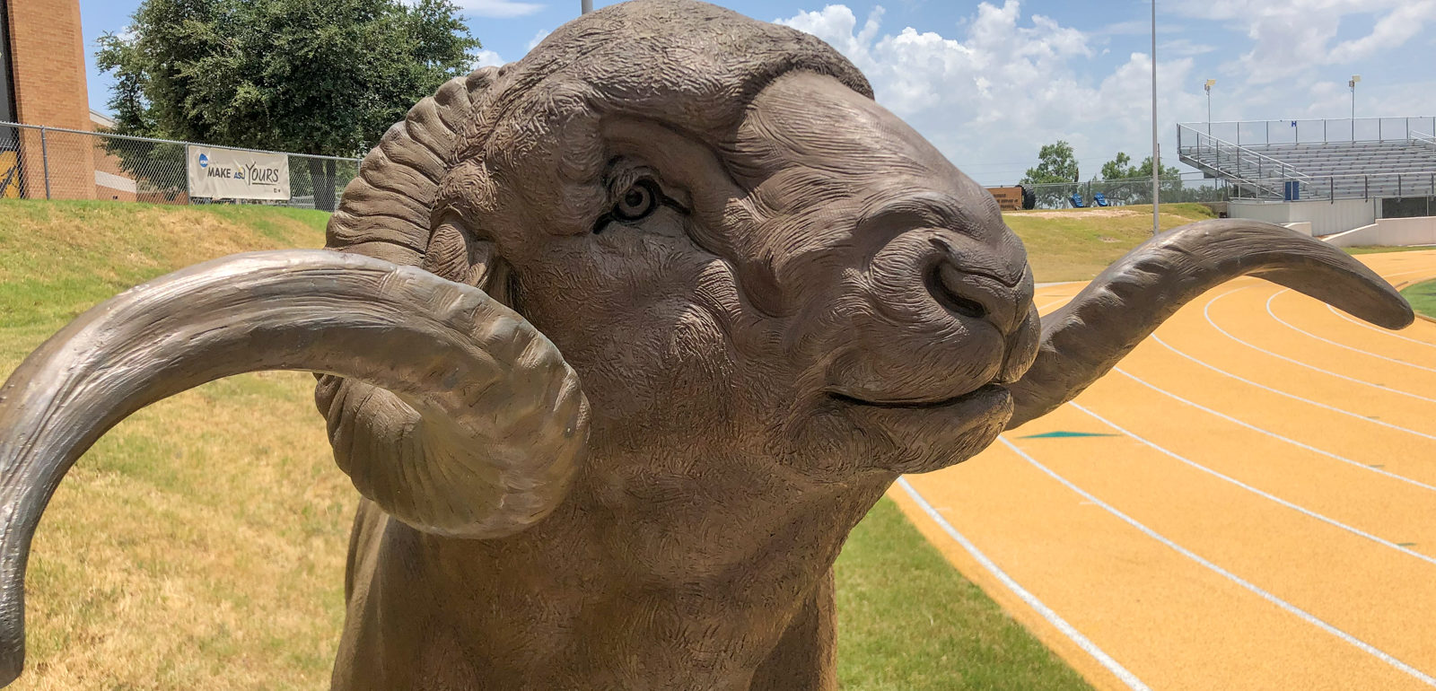 Dominic - The Rambouillet Ram